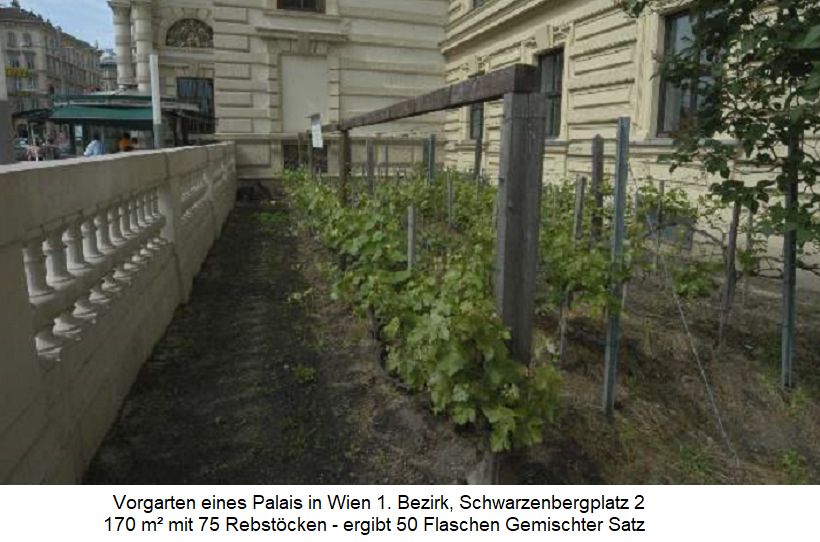Wien - kleinster Weingarten mit 170 m² am Schwarzenbergplatz
