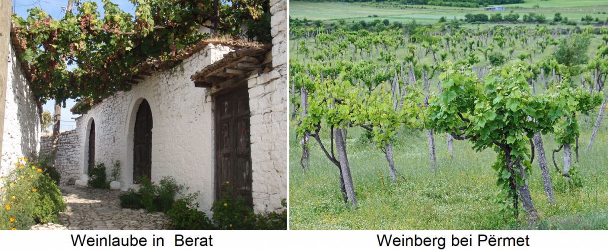 Albanien - Weinlaube in Berat und Weinberg in Permet