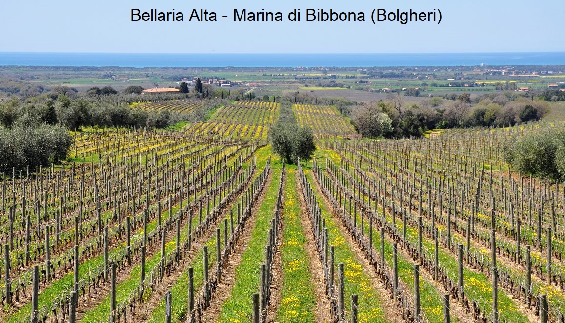 Bolgheri - Vigneto Bellaria Alta (Ornellaia) a Marina di Bibbona