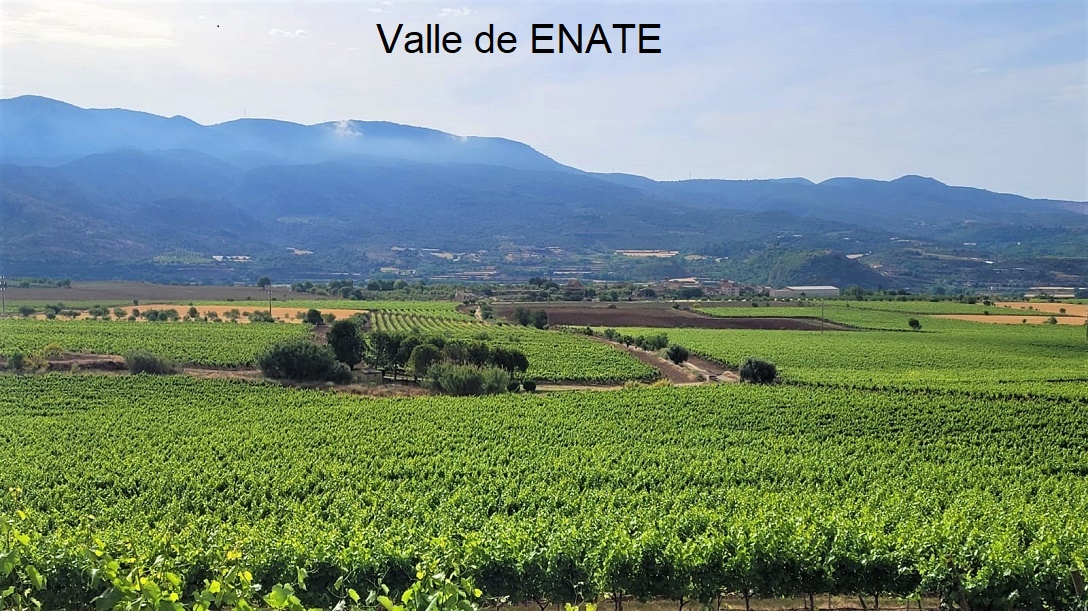 ENATE - Superfici vitate