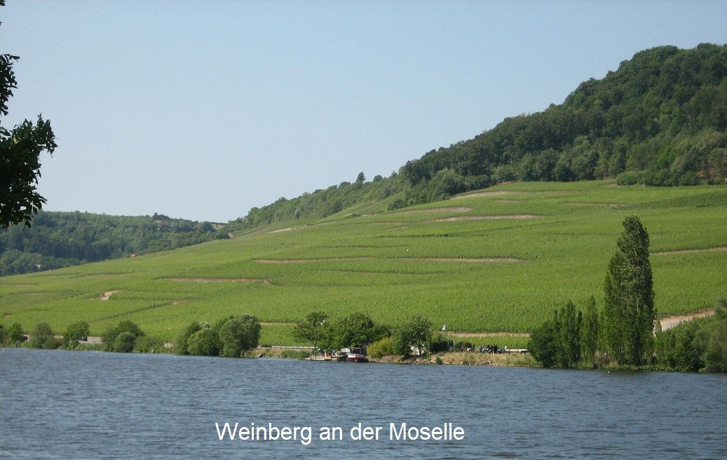 Luxemburg - Weinberg an der Moselle